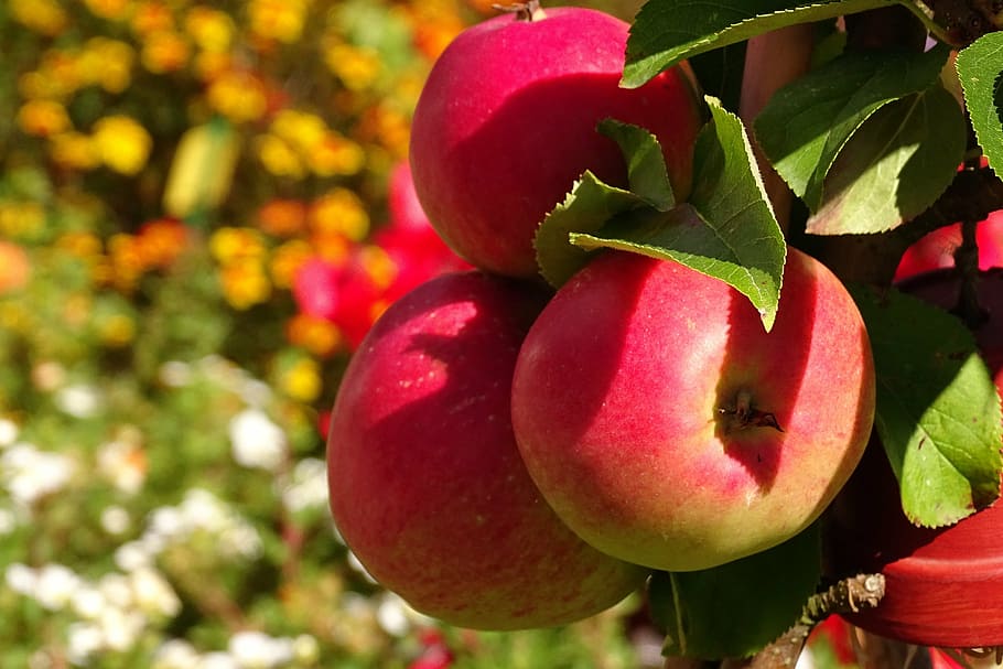 close-up photography of red apples, fruit, autumn, vitamins HD wallpaper
