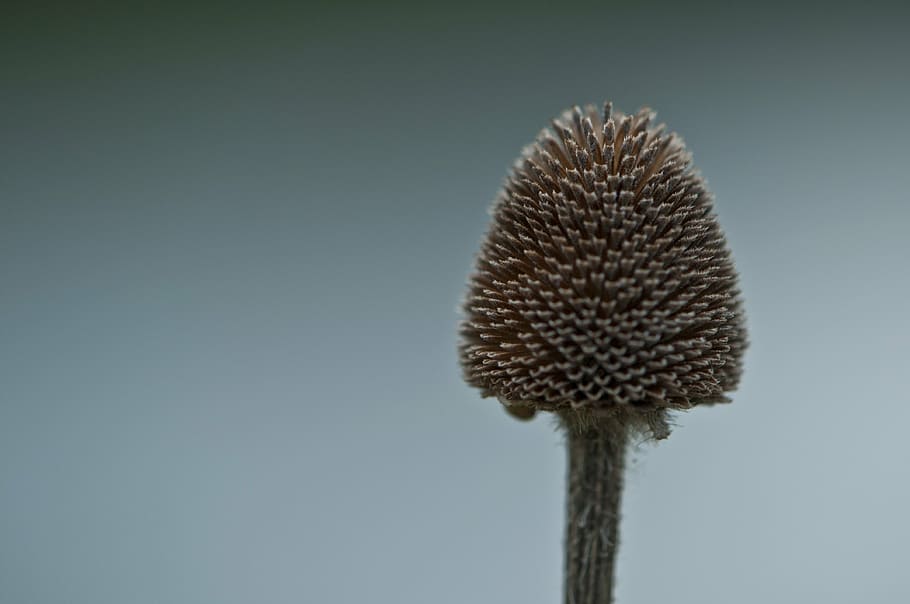 autumn, seed pod, brown, complex, wildflower, new england, close-up HD wallpaper