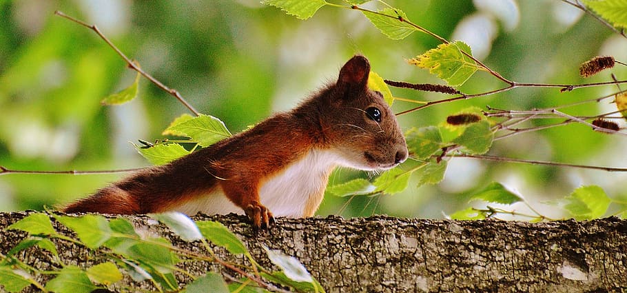 squirrel, nager, cute, nature, rodent, climb, garden, eat, brown HD wallpaper