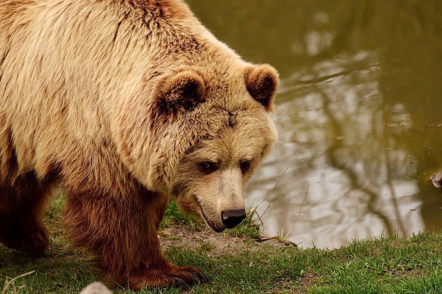 brown bear beside body of water during daytime, european brown bear, HD wallpaper