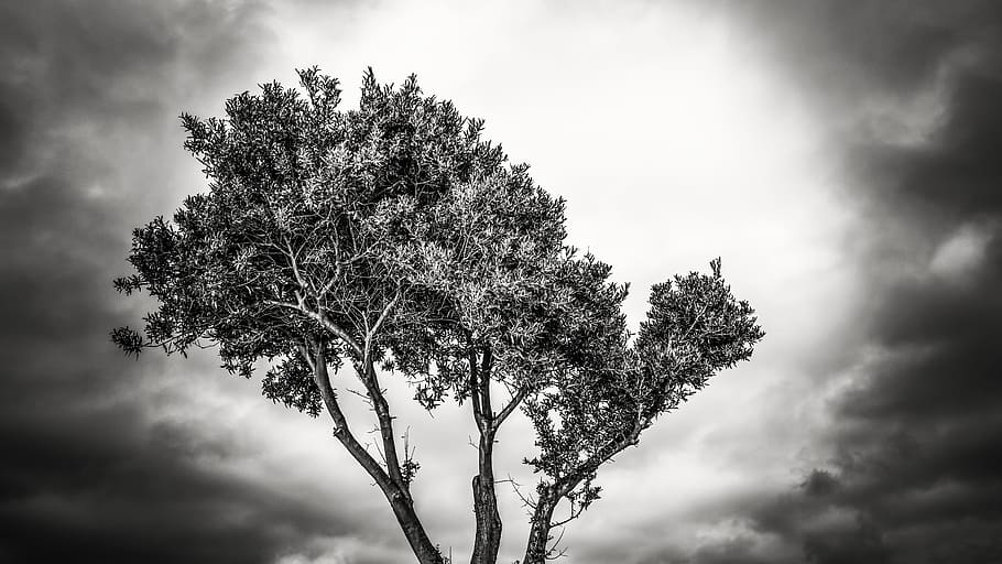 Tree, Branch, Clouds, Nature, Light, sky, black And White, outdoors HD wallpaper