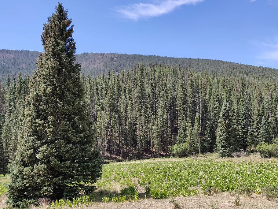 spruce, colorado, trees, zamicol, plant, growth, beauty in nature HD wallpaper