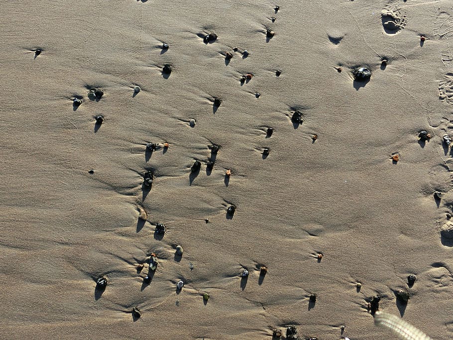 Stones, Sand, Beach, animals in the wild, large group of animals HD wallpaper