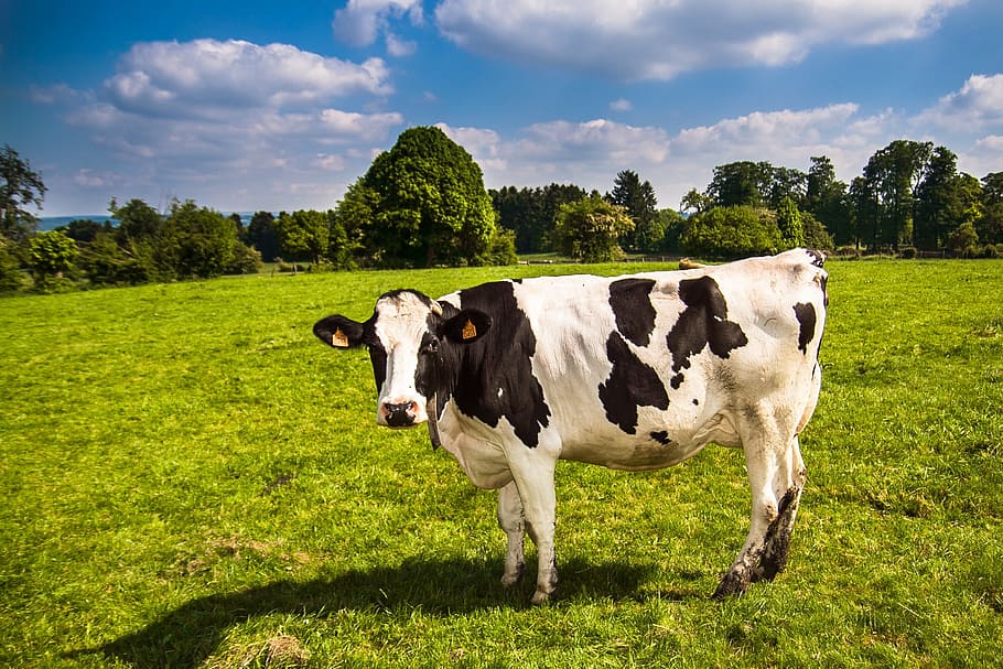 cow standing on green grass field, landscape, prairie, nature fields