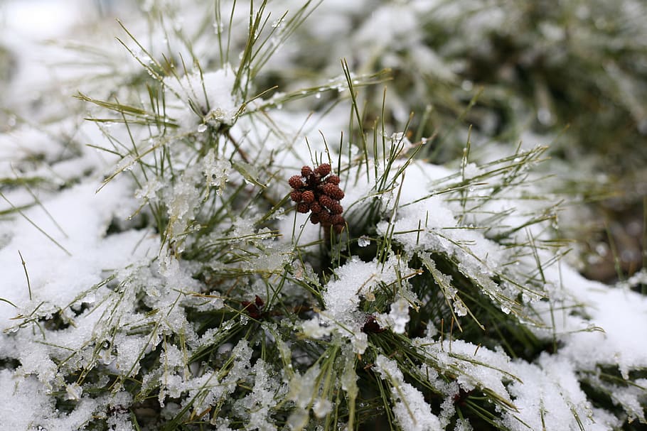 pine, solgaji, winter, snow, nature, ice, in the cold, eggplant HD wallpaper