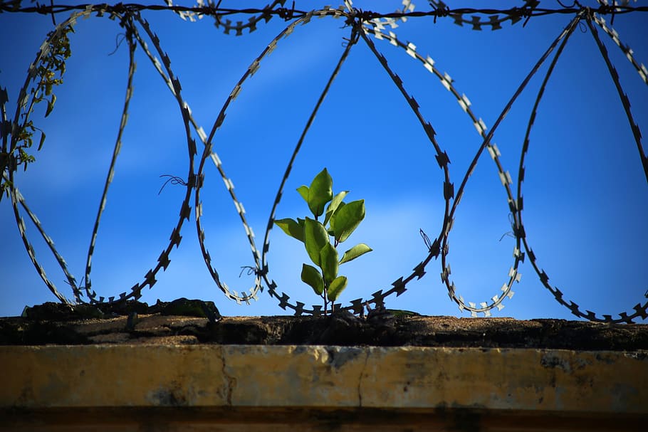 green plant in the middle of fences, dom, prison, jail, jailed, HD wallpaper