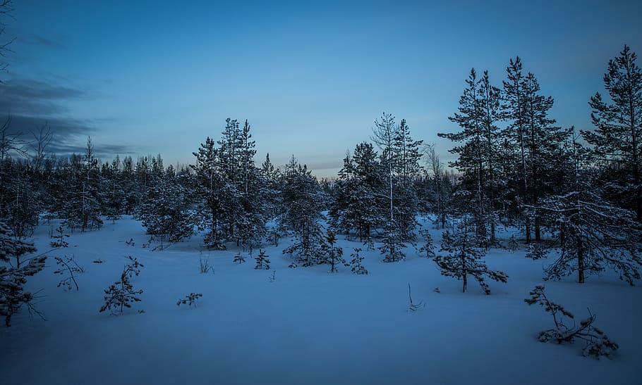 Green Pine Trees With Snow Photography, cold, conifer, dark, dawn HD wallpaper