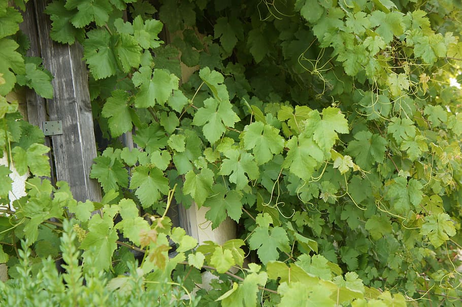 Wine, Entwine, Grapevines, summer, green, window, romance, holiday HD wallpaper