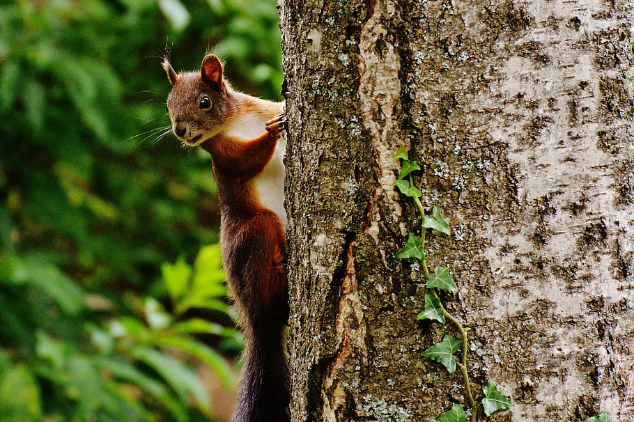 brown squirrel climbing up to the tree, nager, cute, nature HD wallpaper