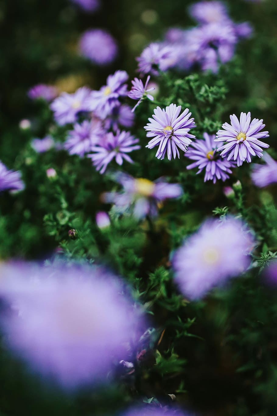 HD wallpaper: Purple flowers close-ups, closeup, flora, meadow, violet ...