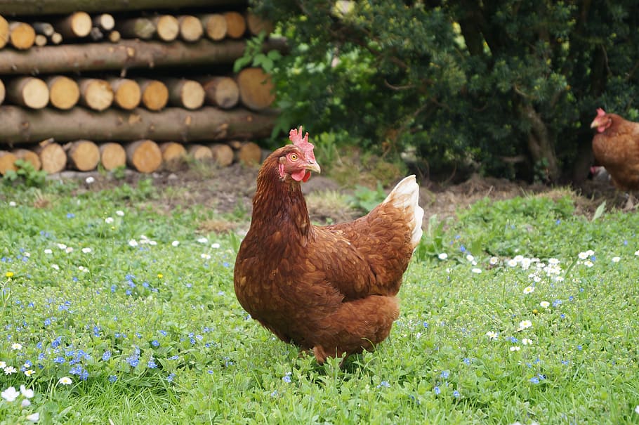 brown rooster standing on grass, chicken, hen, poultry, animals HD wallpaper