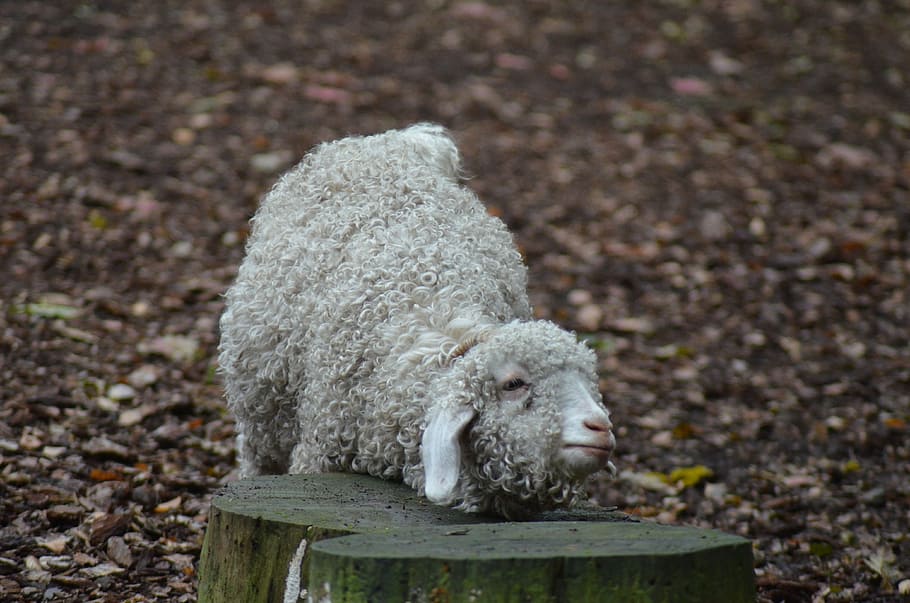sheep, animal, animals, no people, mammal, one animal, day HD wallpaper