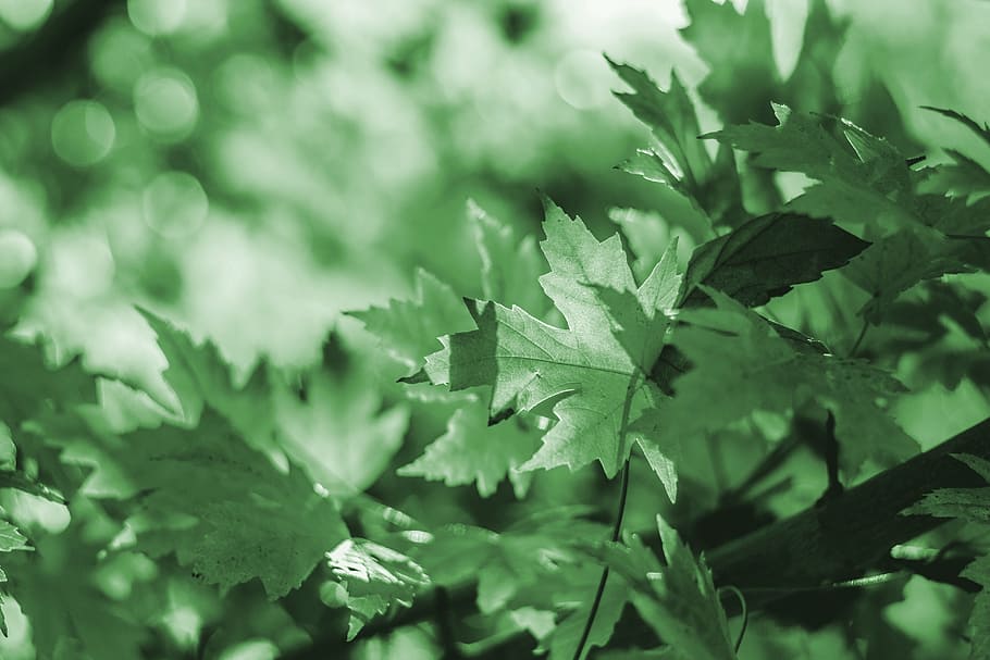 leaf, leaves, green, background, autumn, nature, foliage, tree HD wallpaper