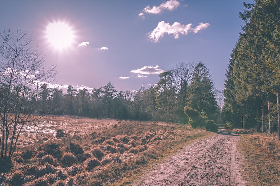 Sky wood hills ленинградская область. По Лесной дороге. Фотографии в режиме пейзаж. По Лесной дорожке. Засвеченное фото природа.