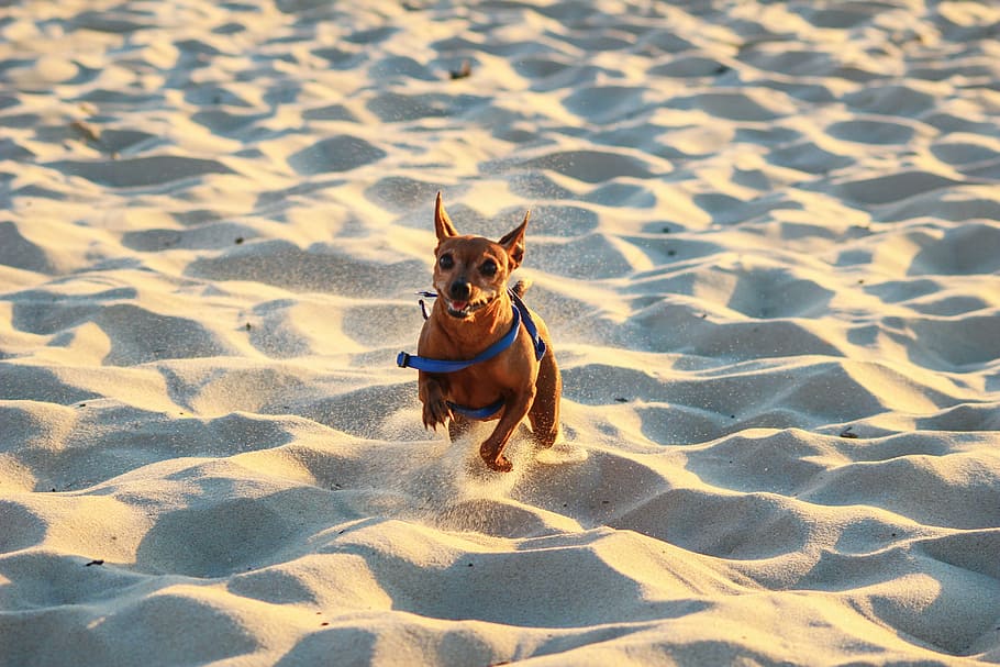 adult tan mini pinscher runs on sand, dog, race, beach, summer HD wallpaper