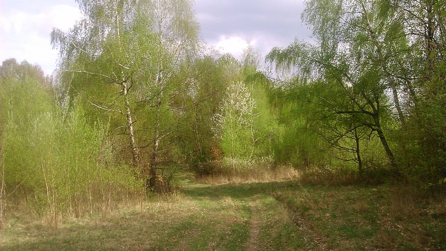 spring, road, nature, plant, tree, tranquility, growth, beauty in nature HD wallpaper