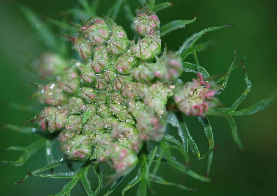 flowers, buds, cluster, flora, green, plant, growth, flowering plant HD wallpaper