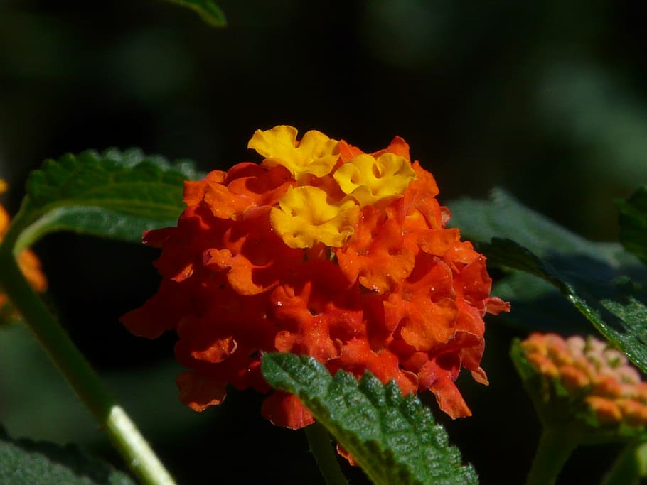 lantana, lantana camara, ornamental plant, yellow, orange, flower