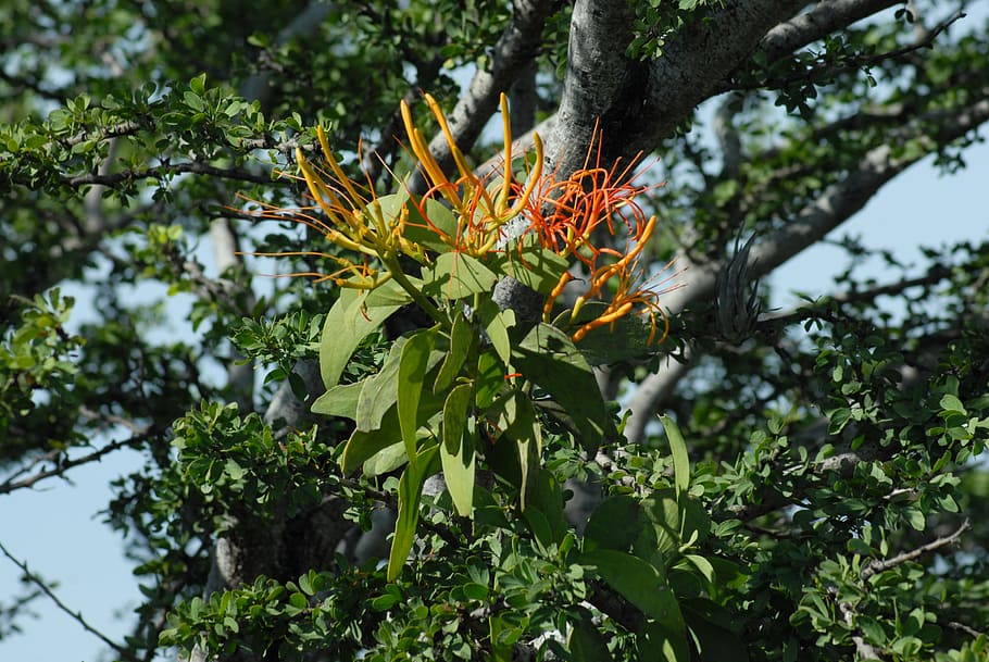 flower, tree, nature, plant, growth, flowering plant, beauty in nature HD wallpaper