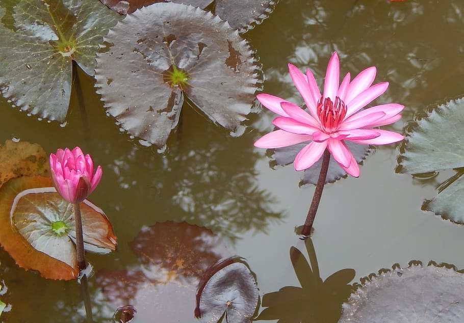 HD wallpaper: flower, red, red water lily, lal shapla, lal kamal,  raktakamal | Wallpaper Flare