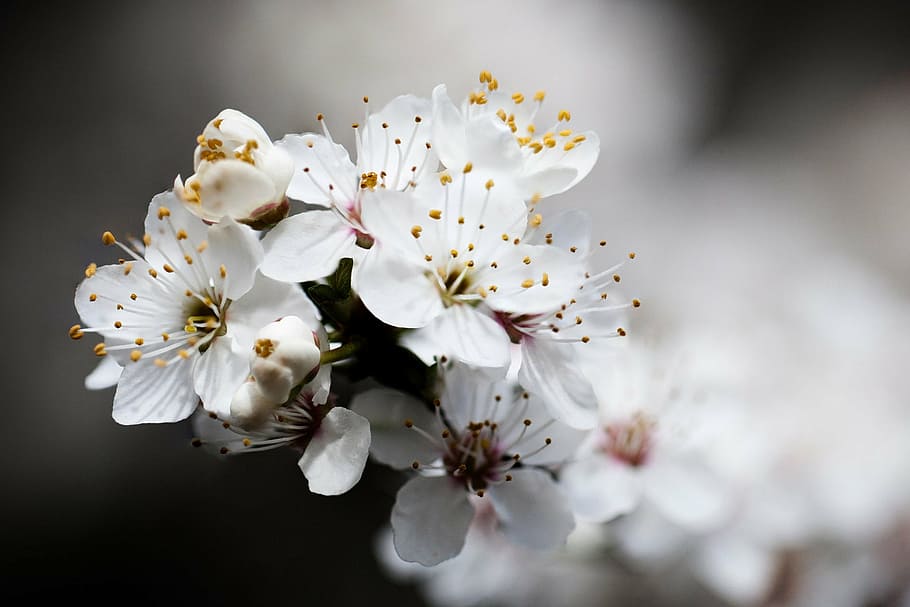 beautiful, bloom, blooming, blossom, blue, branch, cherry, flora HD wallpaper