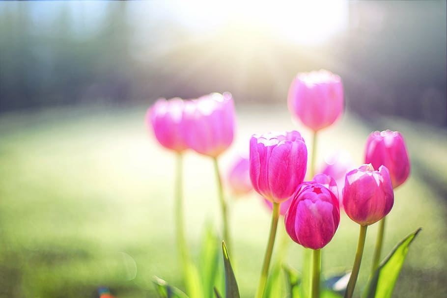 pink petaled flower, tulips, spring, flowers, floral, nature HD wallpaper