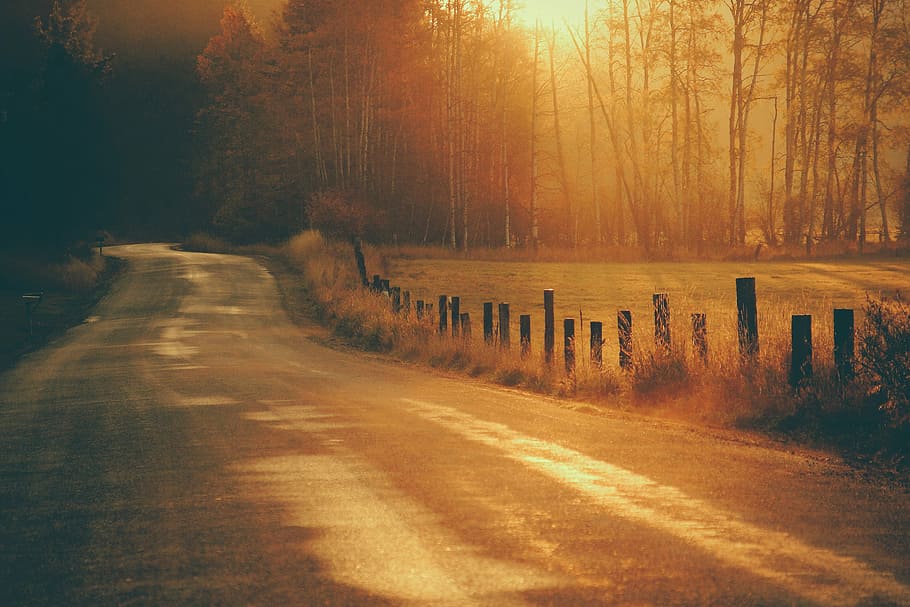 gray asphalt road in between trees during golden hour, road near trees under golden hour HD wallpaper