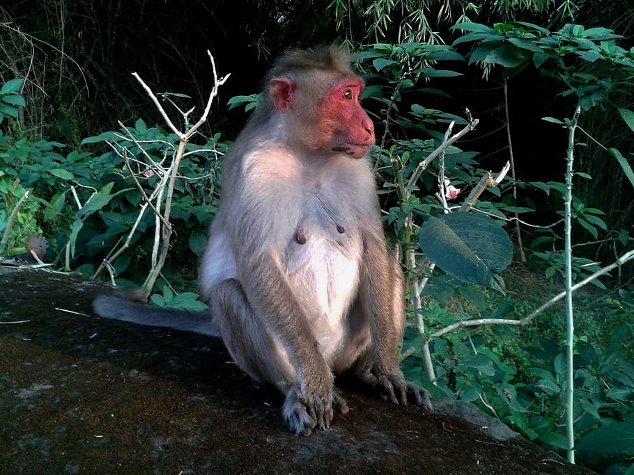 Monkey, Animal, Nature, Exotic, äffchen, creature, wildlife photography HD wallpaper