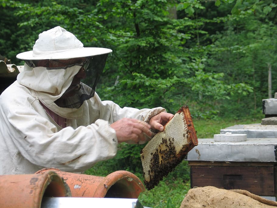standing man holding honey box, Bees, Beekeeping, Beekeeper HD wallpaper
