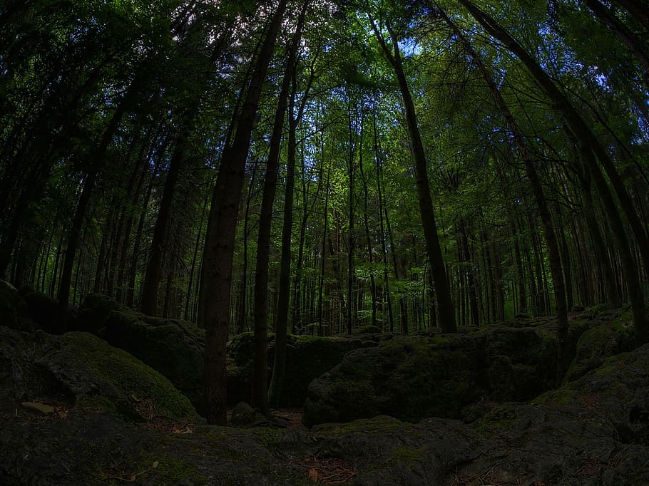 birds eye lens photography of forest, moss, green, bemoost HD wallpaper