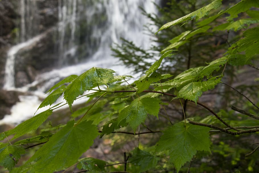 maple leaves, nature, forest, foliage, tree, plant, plant part HD wallpaper