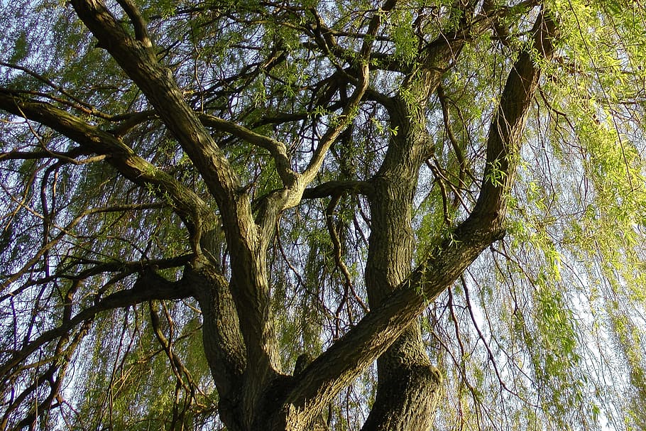 Weeping Willow, Pasture, baumm, willow tree, aesthetic, branches HD wallpaper
