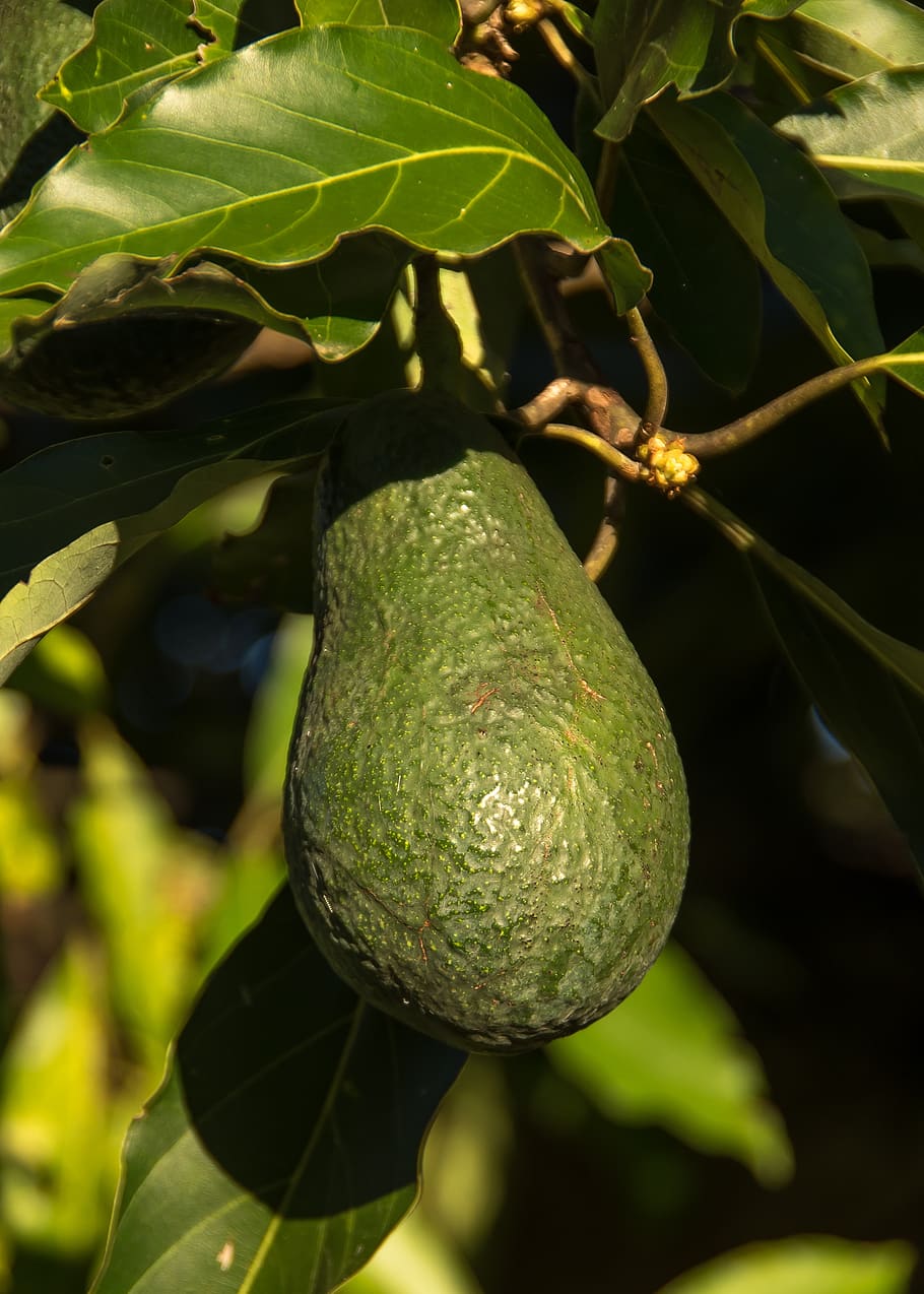 wurtz avocado, tree, avocados, health, fruit, green, growing