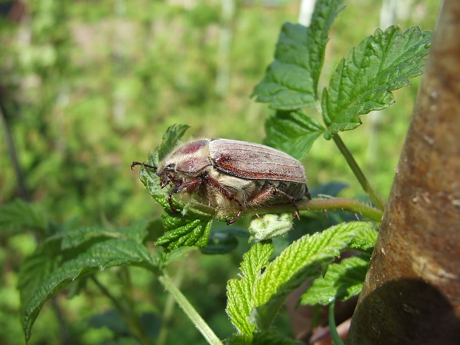 beetle, spring, macro, insect, bug, leaf, plant, plant part HD wallpaper