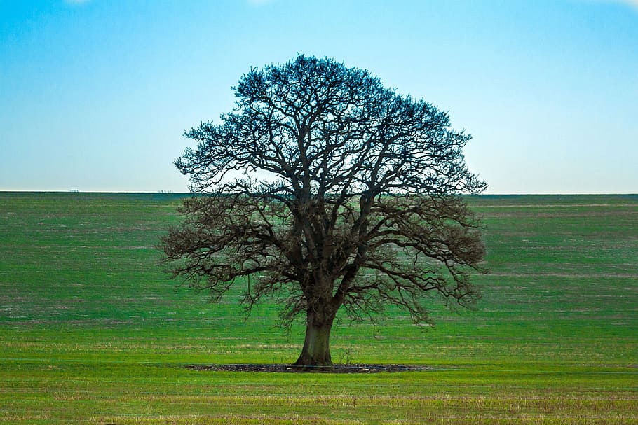 Tree, Nature, Winter, field, landscape, agriculture, clear sky HD wallpaper