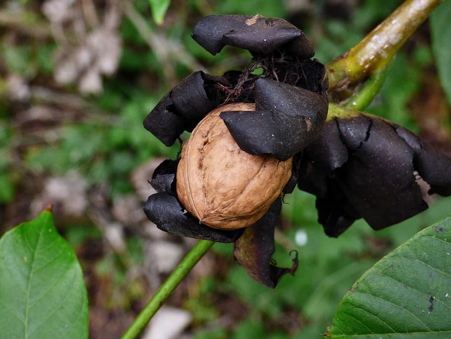 walnut, tree, nature, autumn, forest, leaf, plant part, food and drink HD wallpaper