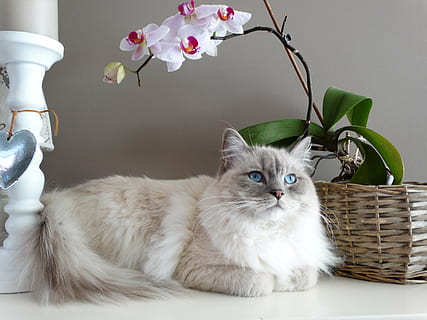 white Persian cat lying beside brown basket, remote access HD wallpaper