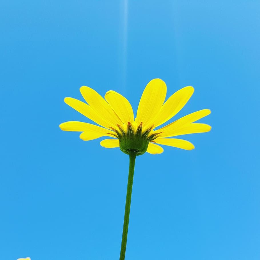 Daisy, Flower, Summer, nature, yellow, plant, petal, blue, outdoors HD wallpaper