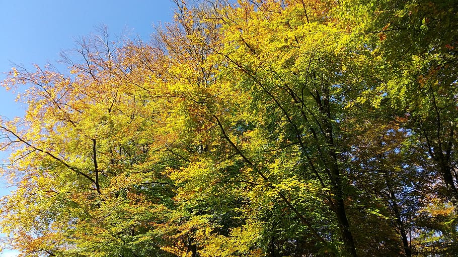 tree, fall, nature, wood, foliage, plant, autumn, growth, change HD wallpaper