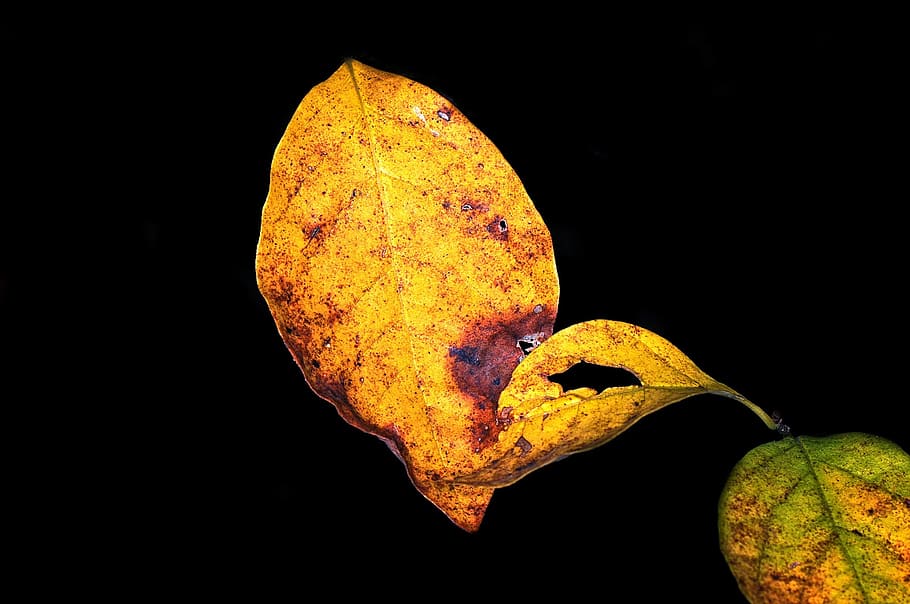 brown leafed plant, fall, leaves, autumn, orange, yellow, season HD wallpaper