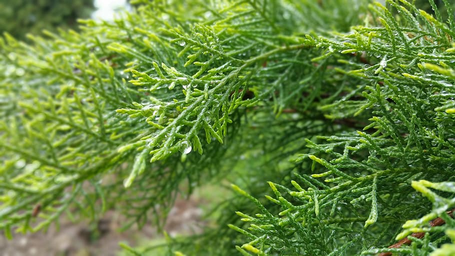 needles, priroda, tree, green color, growth, plant, beauty in nature HD wallpaper