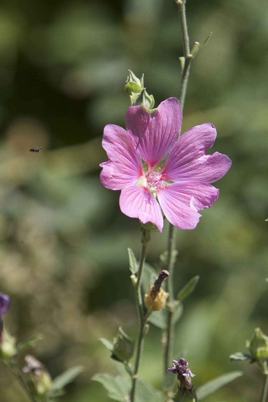 nature, flower, summer, flowering plant, fragility, vulnerability HD wallpaper