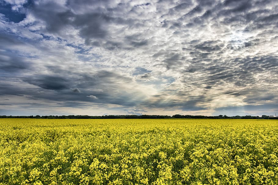 clouds, countryside, daylight, field, flower, landscape, nature HD wallpaper