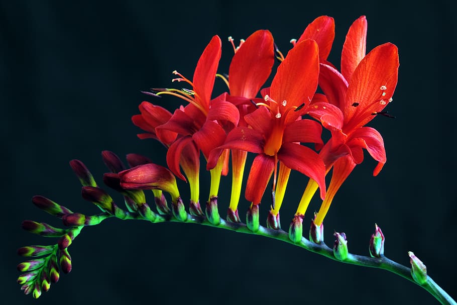 red freesia flowers macro photography, crocosmia, lucifer, crocosmia masoniorum, HD wallpaper