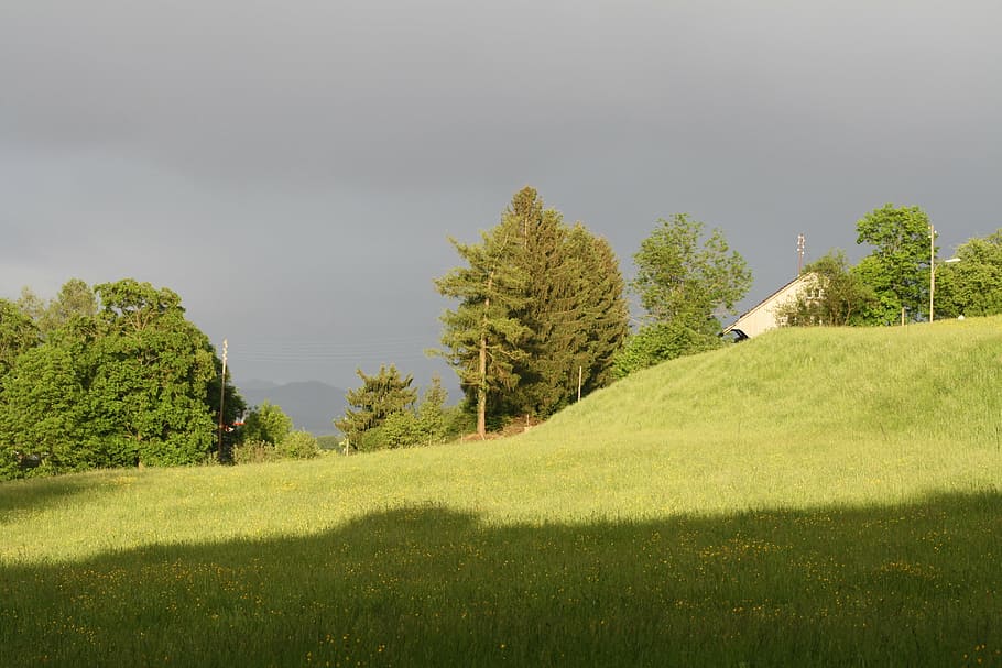 sun, pasture, clouds, plant, grass, tree, green color, beauty in nature HD wallpaper