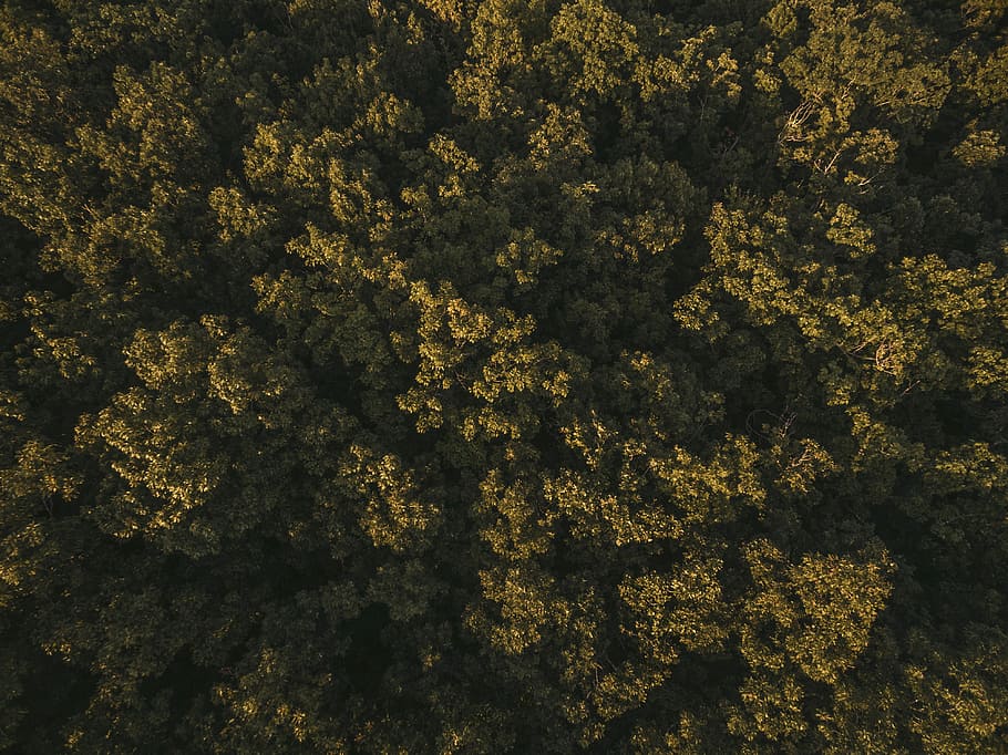 aerial photography of trees, aerial view of forest, woodland, HD wallpaper