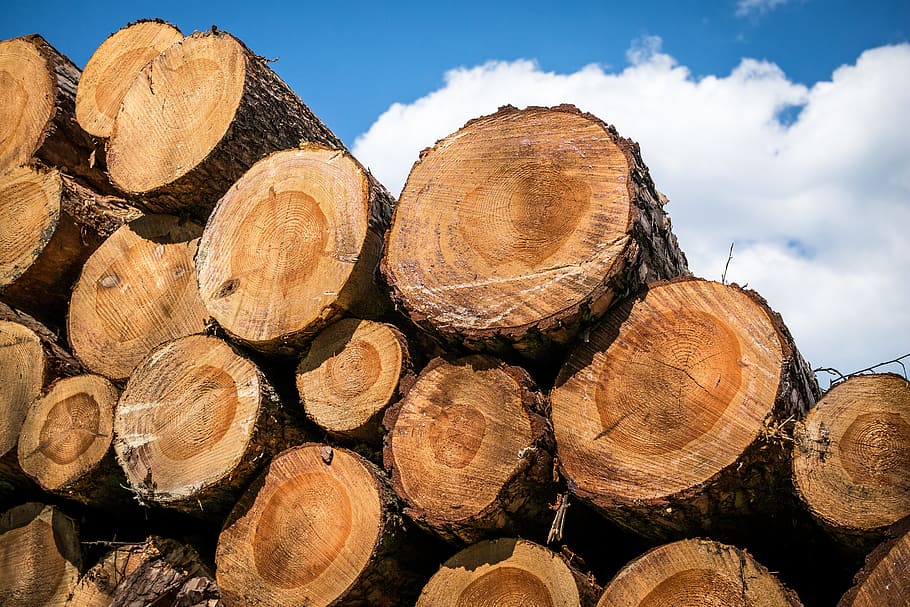 piled tree trunks at daytime, wood, strains, annual rings, timber industry