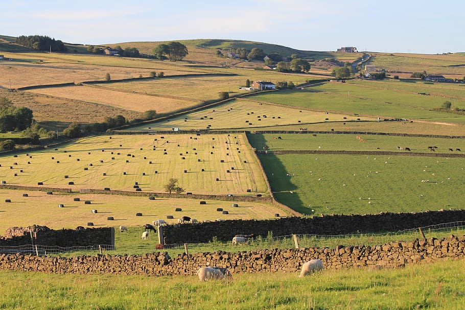 fields, harvest, sheep, agriculture, rural, land, landscape HD wallpaper