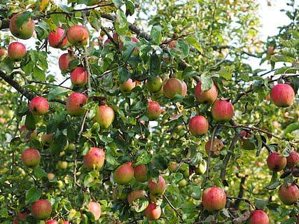 Apple Tree, Fruit, Frisch, red, healthy, vitamins, orchard HD wallpaper