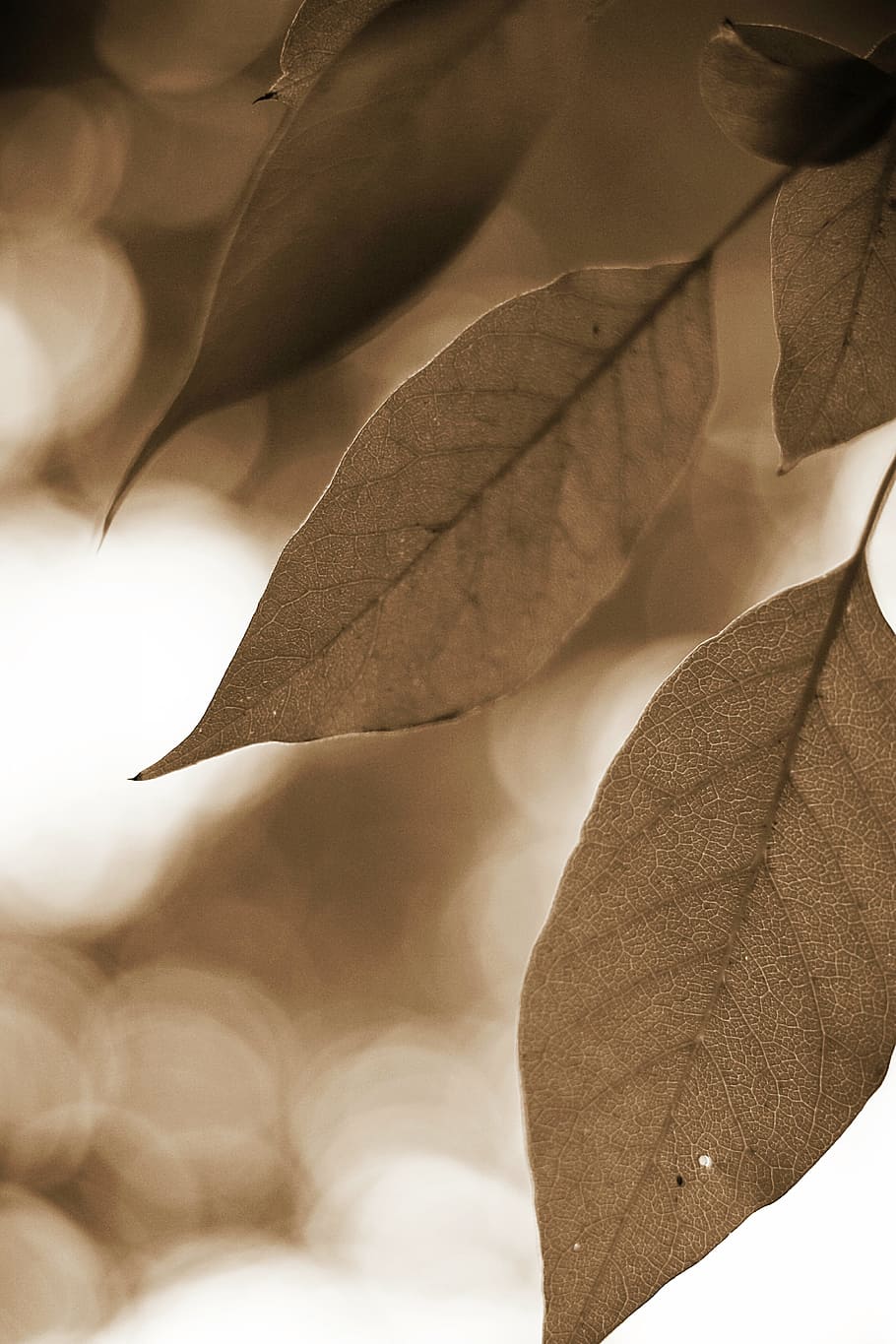 leaves, coffee, background, plant part, leaf, close-up, vulnerability HD wallpaper